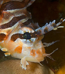 Spotfin Lionfish (Pterois antennata) in Anilao, Philippin... by Jim Chambers 